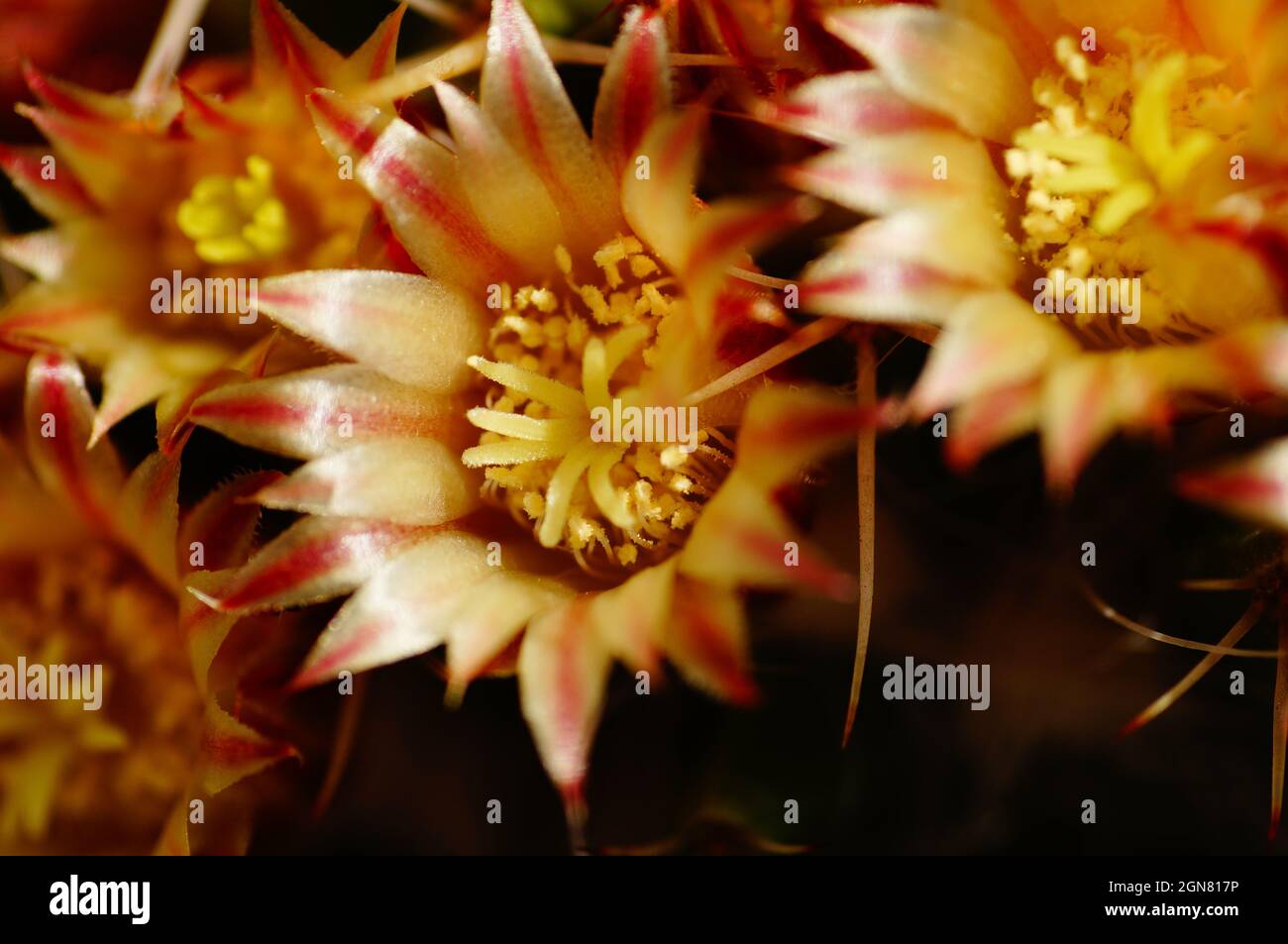 Macro shot of flowers of a Mammillaria cactus. Stock Photo