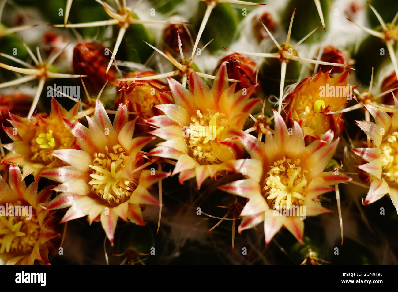 Macro shot of flowers of a Mammillaria cactus. Stock Photo