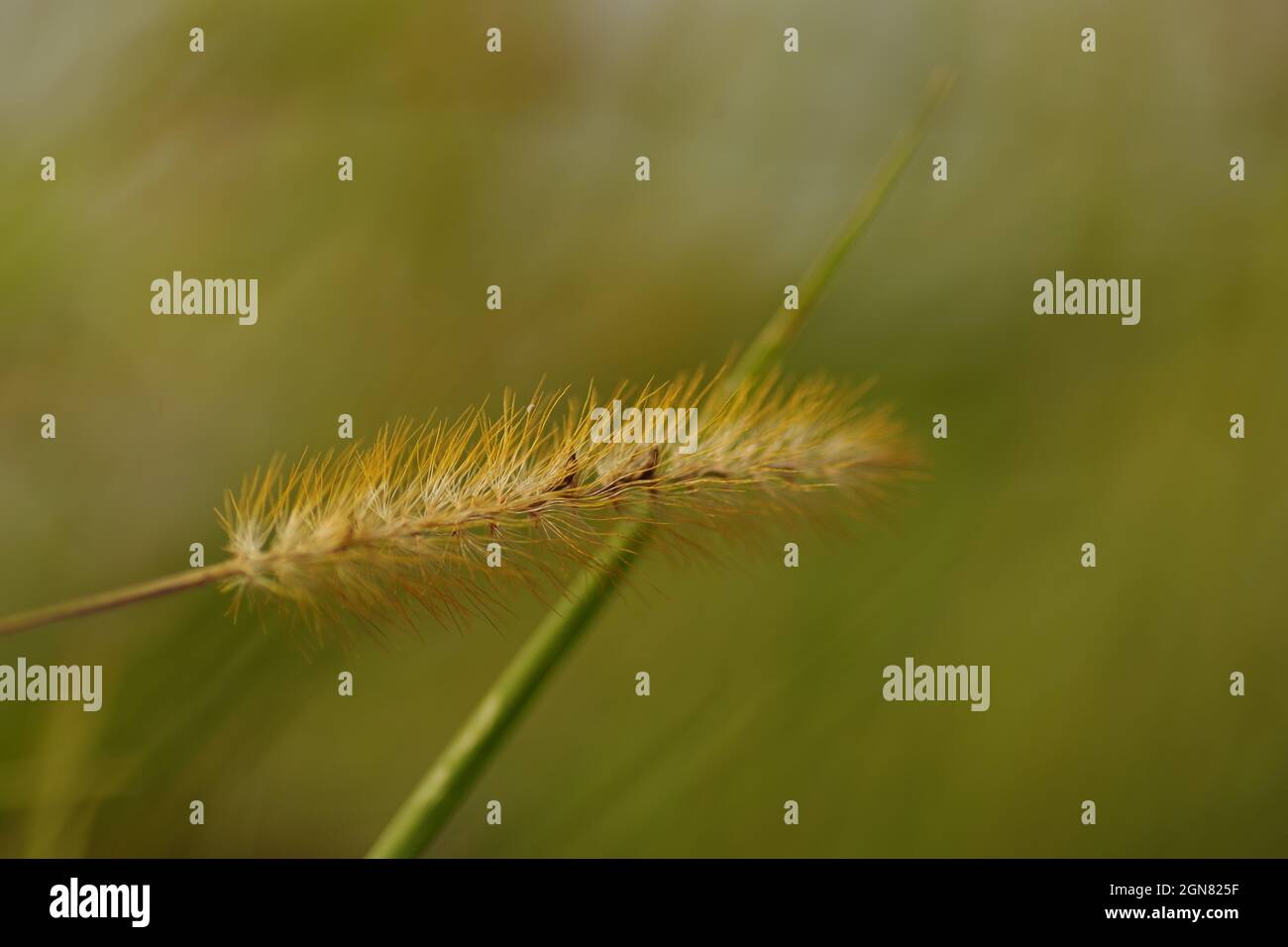 A Setaria pumila ( fox millet ) in front of a standing blade of grass Stock Photo