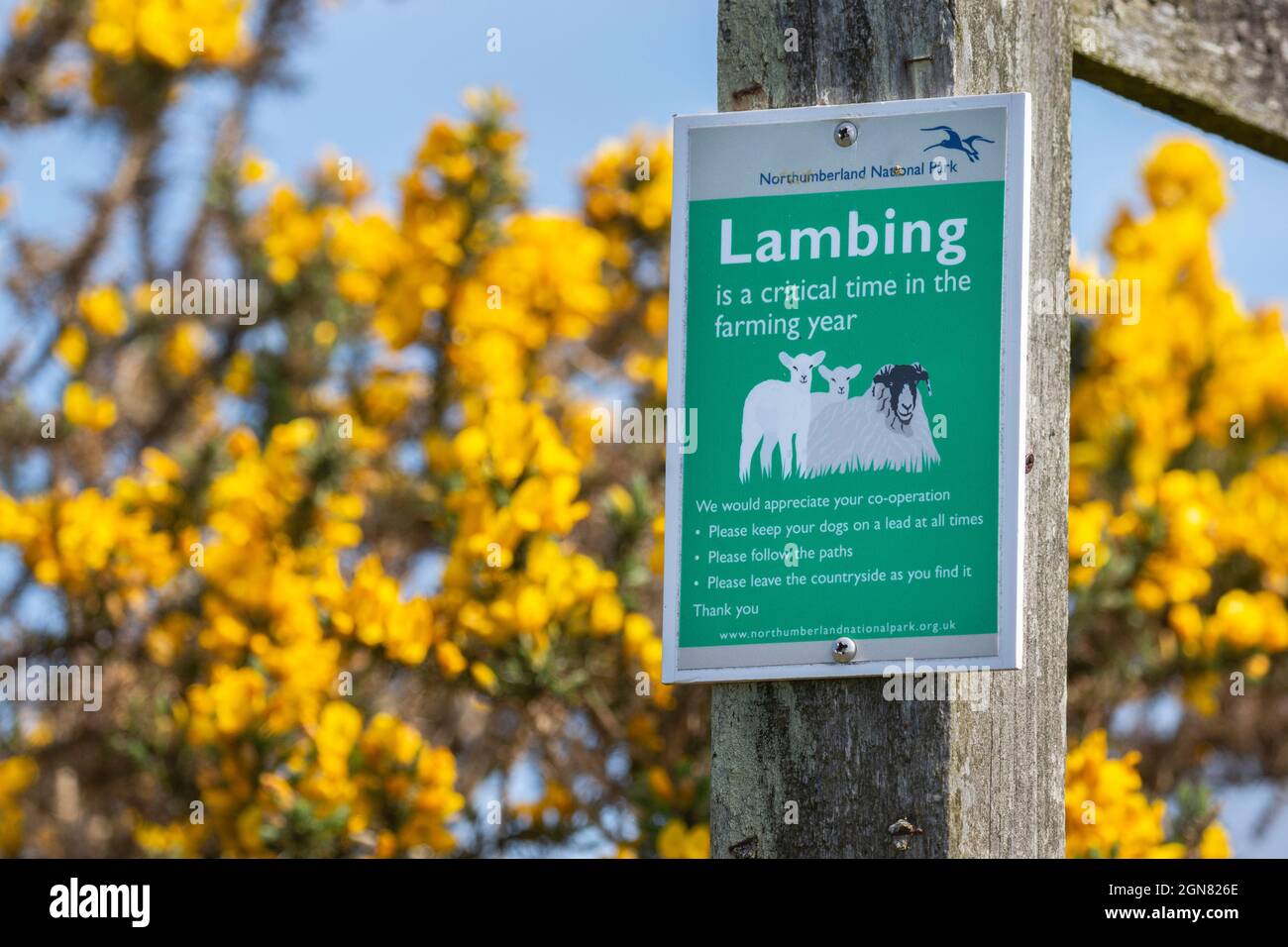 Lambing sign, Northumberland national park, UK Stock Photo