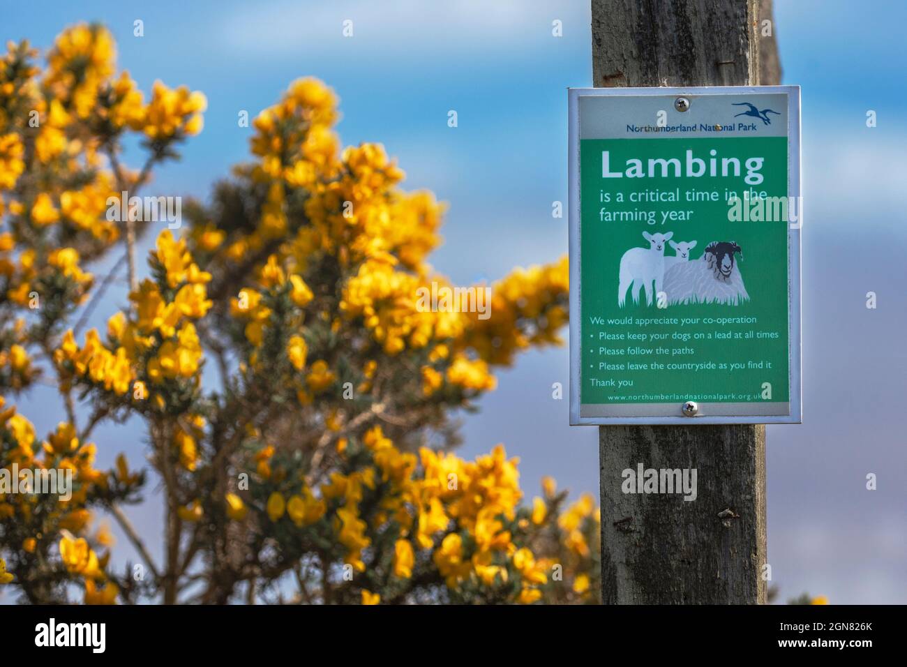 Lambing sign, Northumberland national park, UK Stock Photo