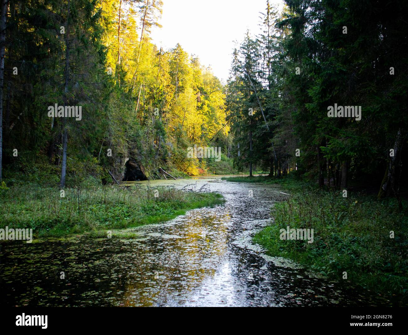 Natural landscape with trees and lake in the middle of the forest Stock Photo