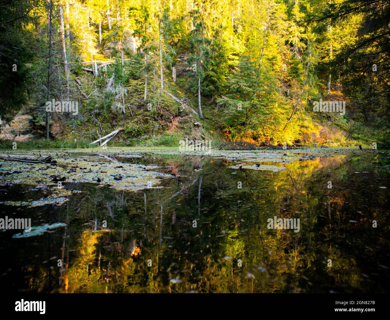 Natural landscape with trees and lake in the middle of the forest Stock Photo