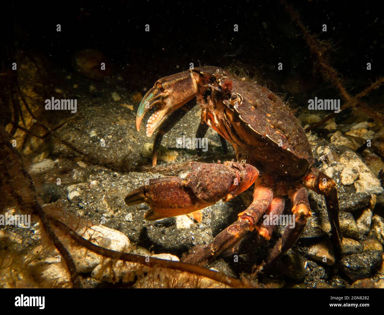 A close-up picture of a crab. Picture from The Sound, between Sweden and Denmark Stock Photo