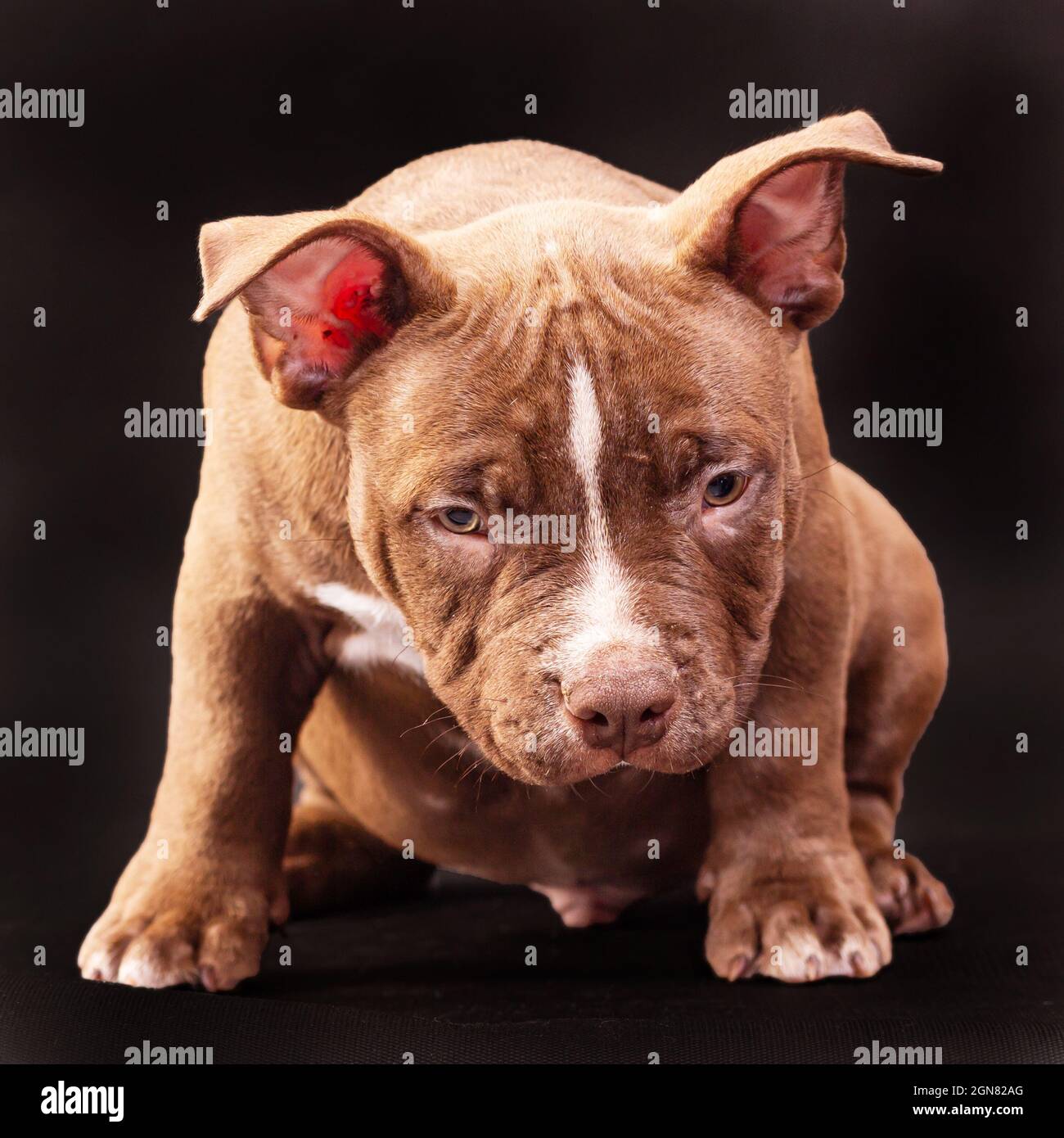 Red Nose American Bully Puppy