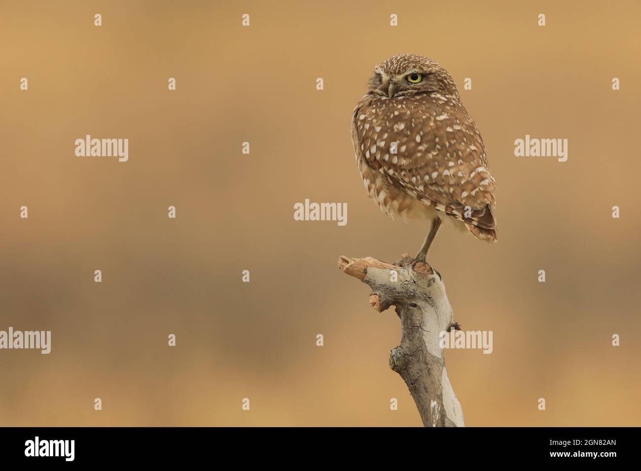 Juvenile Burrowing Owls in Southern California in Their Wild Habitat
