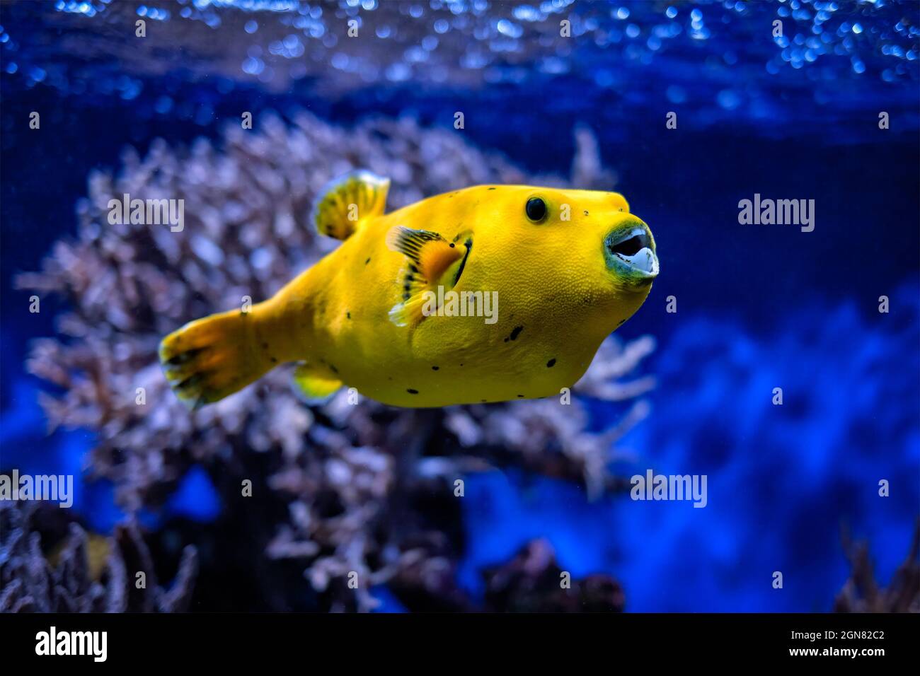 Yellow golden puffer guineafowl puffer fish underwater Stock Photo