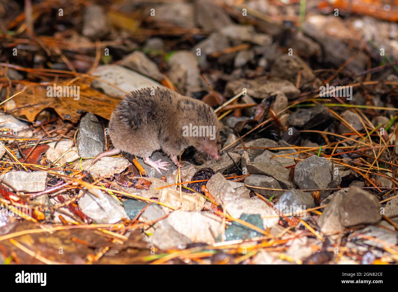 A Northern short-tailed shrew (Blarina brevicauda) searching for food in Michigan, USA. Stock Photo
