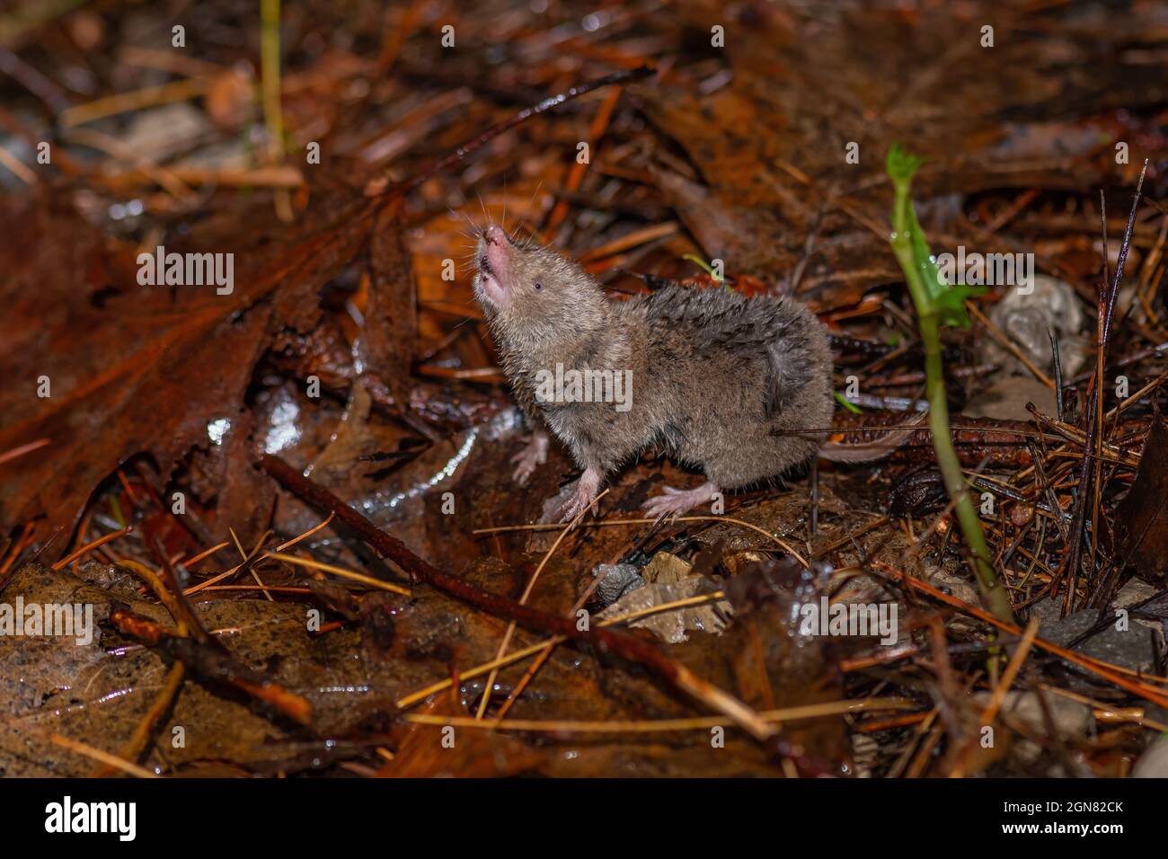 A Northern short-tailed shrew (Blarina brevicauda) searching for food in Michigan, USA. Stock Photo