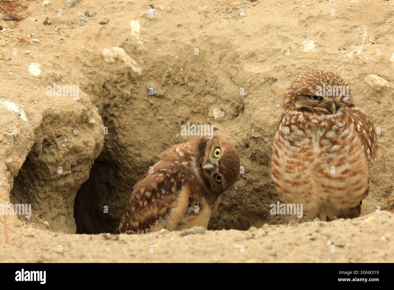 Juvenile Burrowing Owls in Southern California in Their Wild Habitat