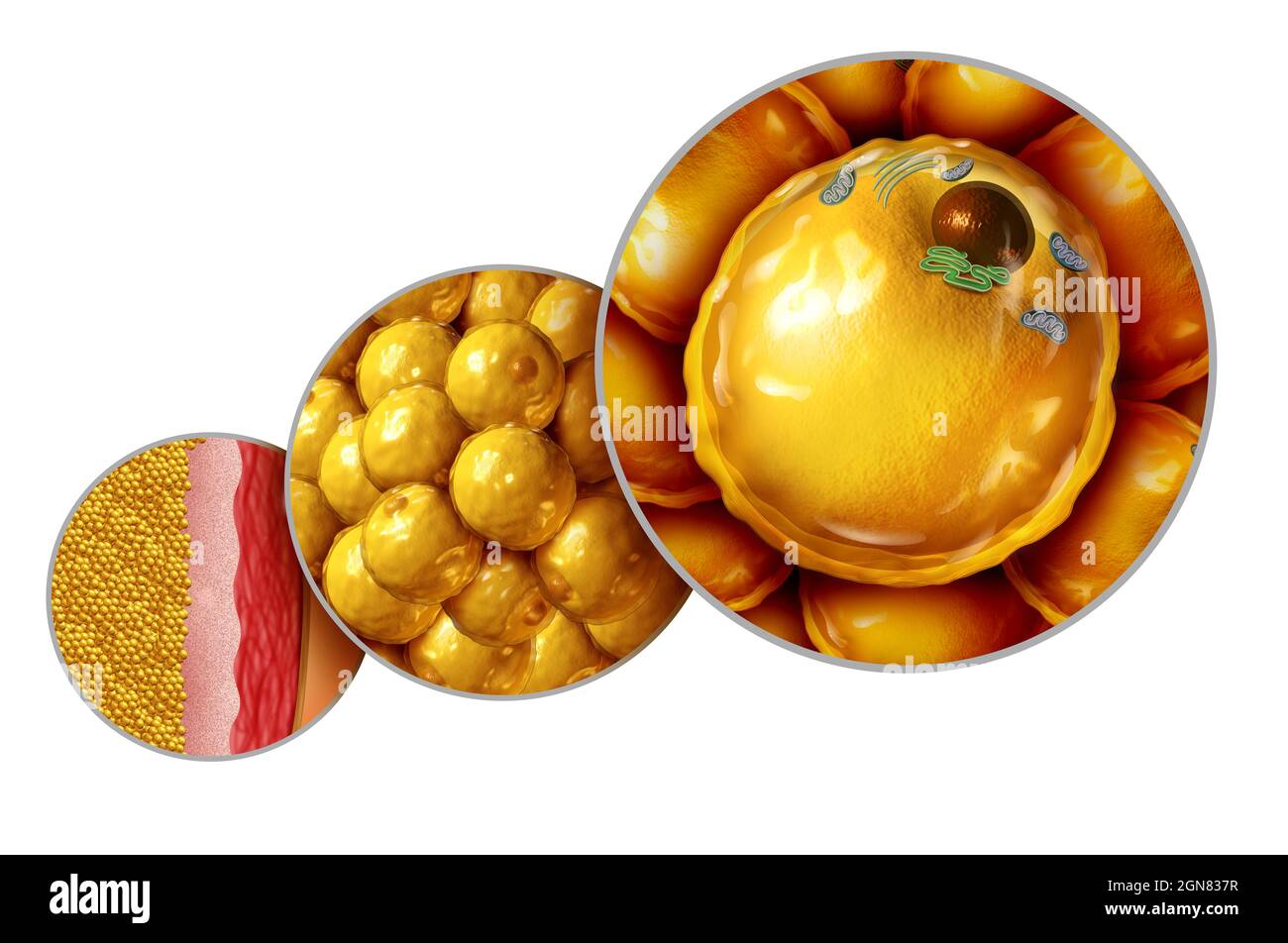 Fat cell anatomy and gaining weight or overweight and obesity symbol as a medical health concept as a microscopic diagram with mitochondria nucleus. Stock Photo