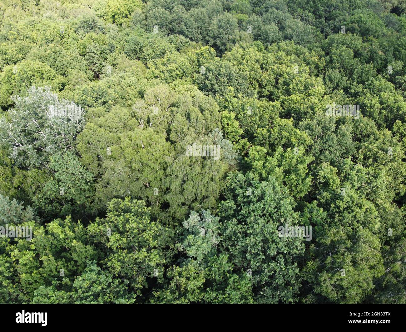 Beautiful dense forest, top view. The tops of a variety of trees Stock ...