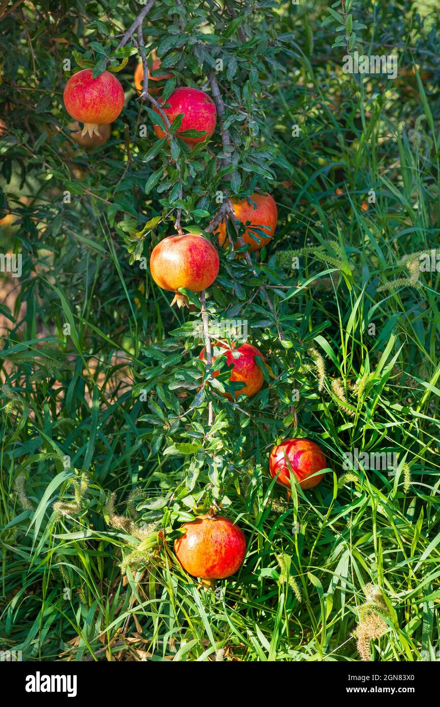 Ripe fruits of pomegranate tree close-up hanging on branches. Israel Stock Photo