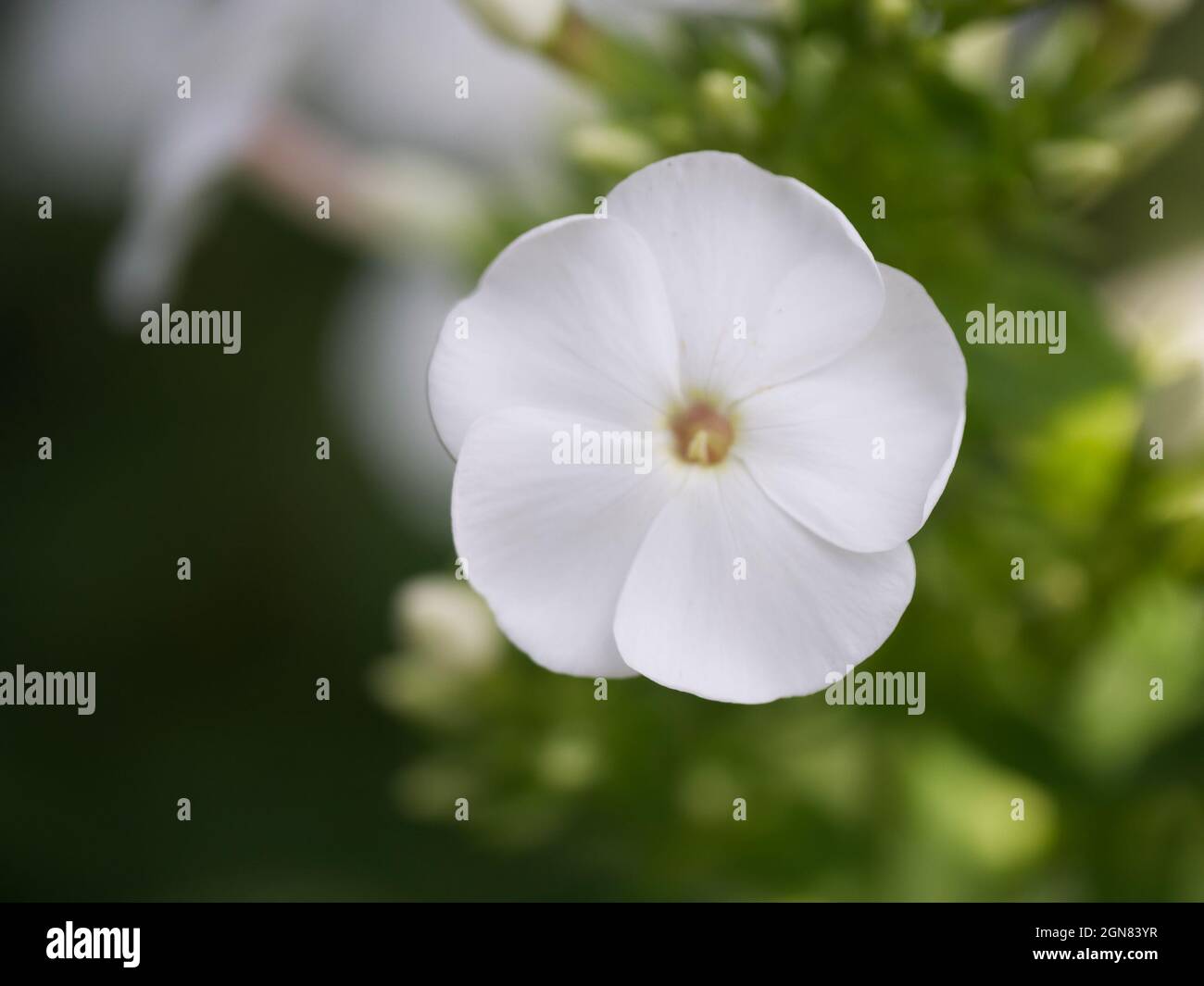 Single phlox flower, close-up. White five-petal flower. Stock Photo