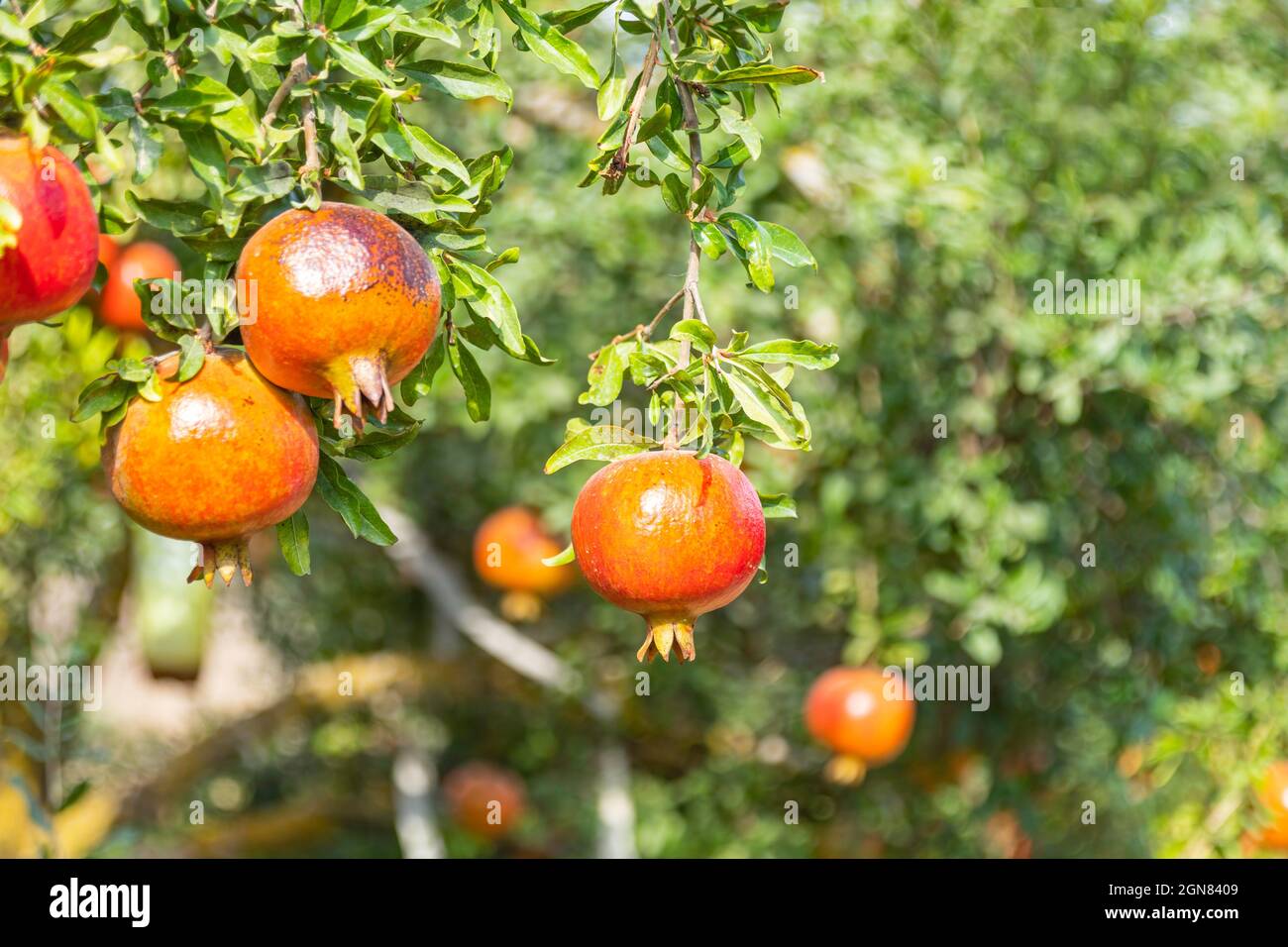 Ripe fruits of pomegranate tree close-up hanging on branches. Israel Stock Photo
