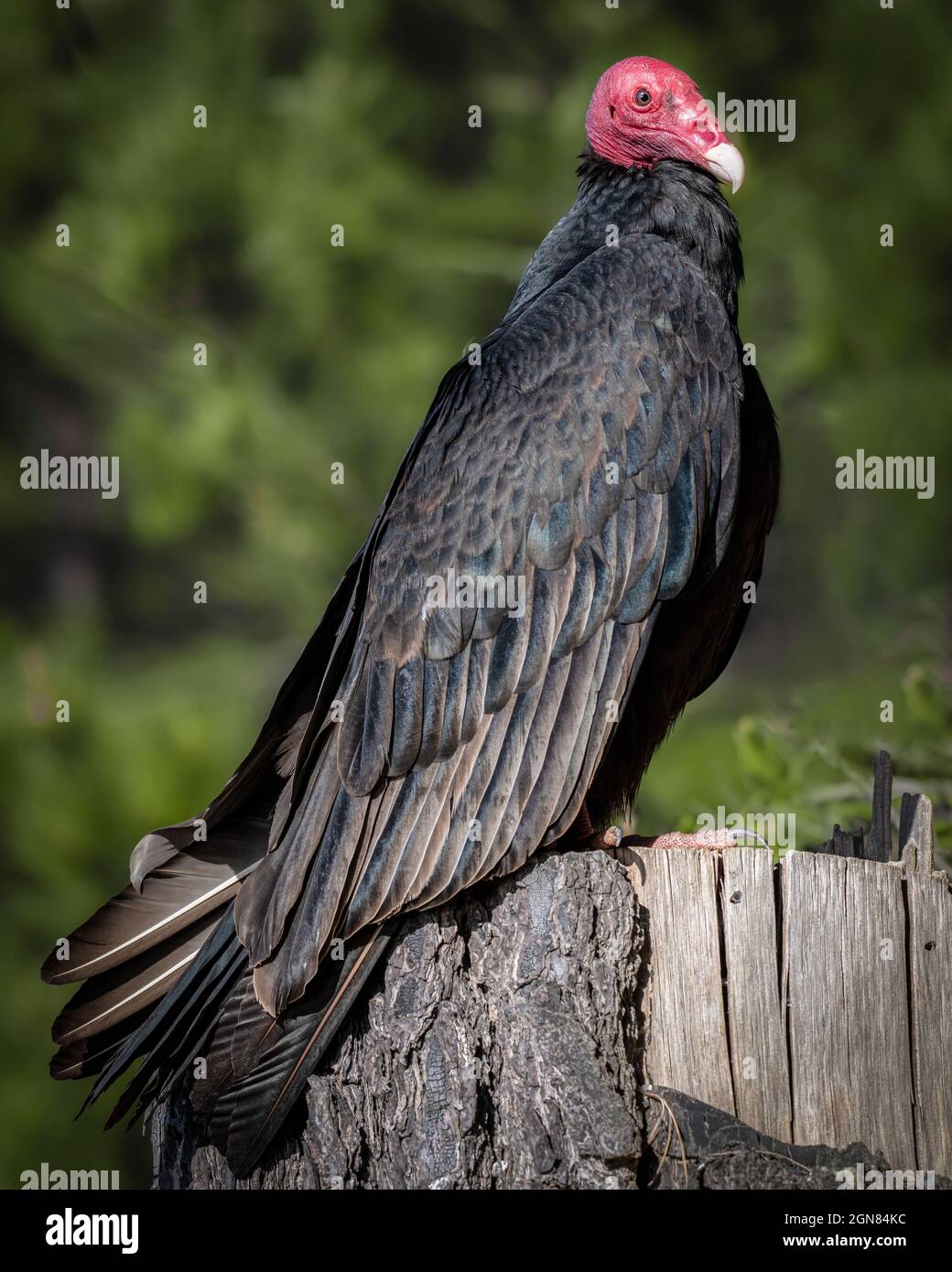 Vertical shot of a Turkey Vulture perching on an old cut tree trunk against a blurred background Stock Photo