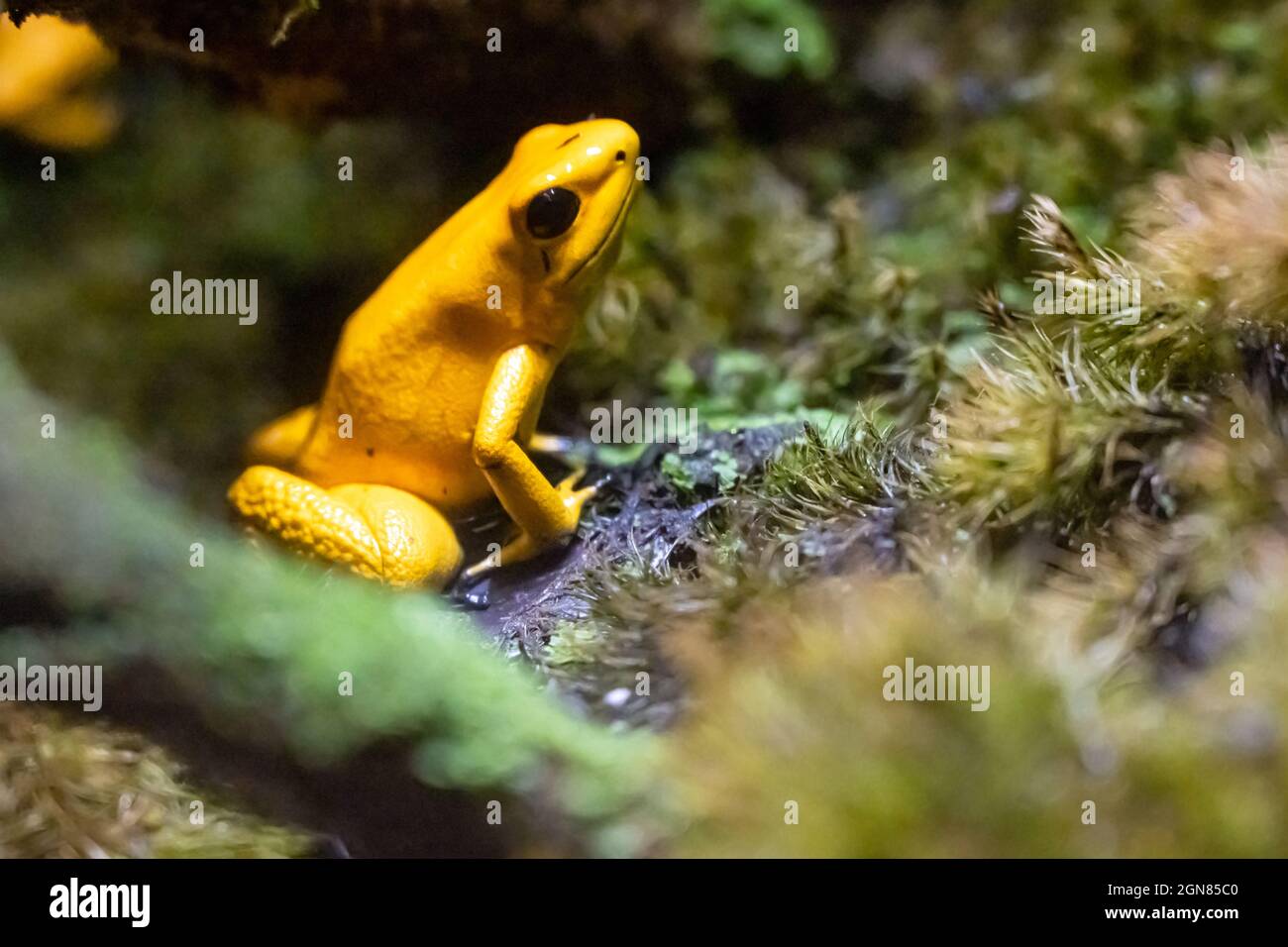 Golden poison frog (Phyllobates terribilis), probably the poisonous animal on Earth, at the