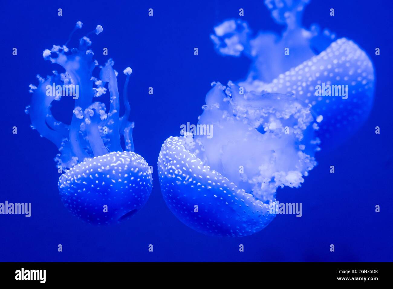 Whitespotted jellyfish (Phyllorhiza punctata) at the Aquarium