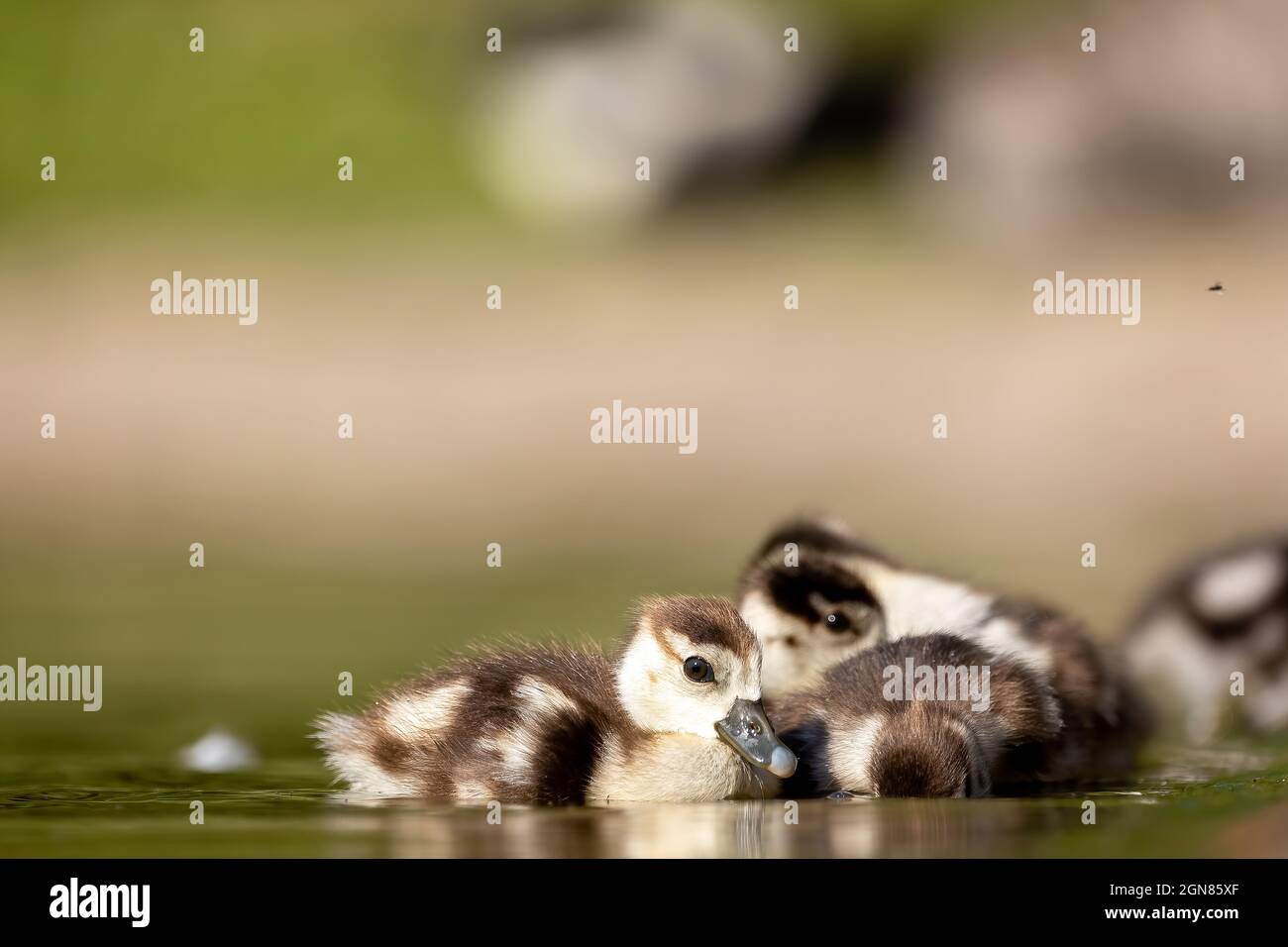 An Egyptian goose family swimming in a little pond in Cologne, Germany at a sunny day in summer. Stock Photo