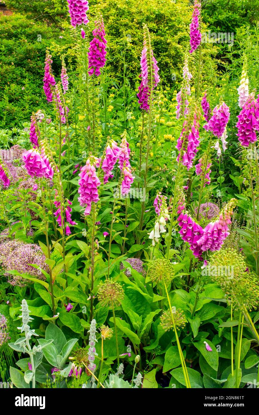 Foxgloves or digitalis plants growing in a garden in June. Stock Photo