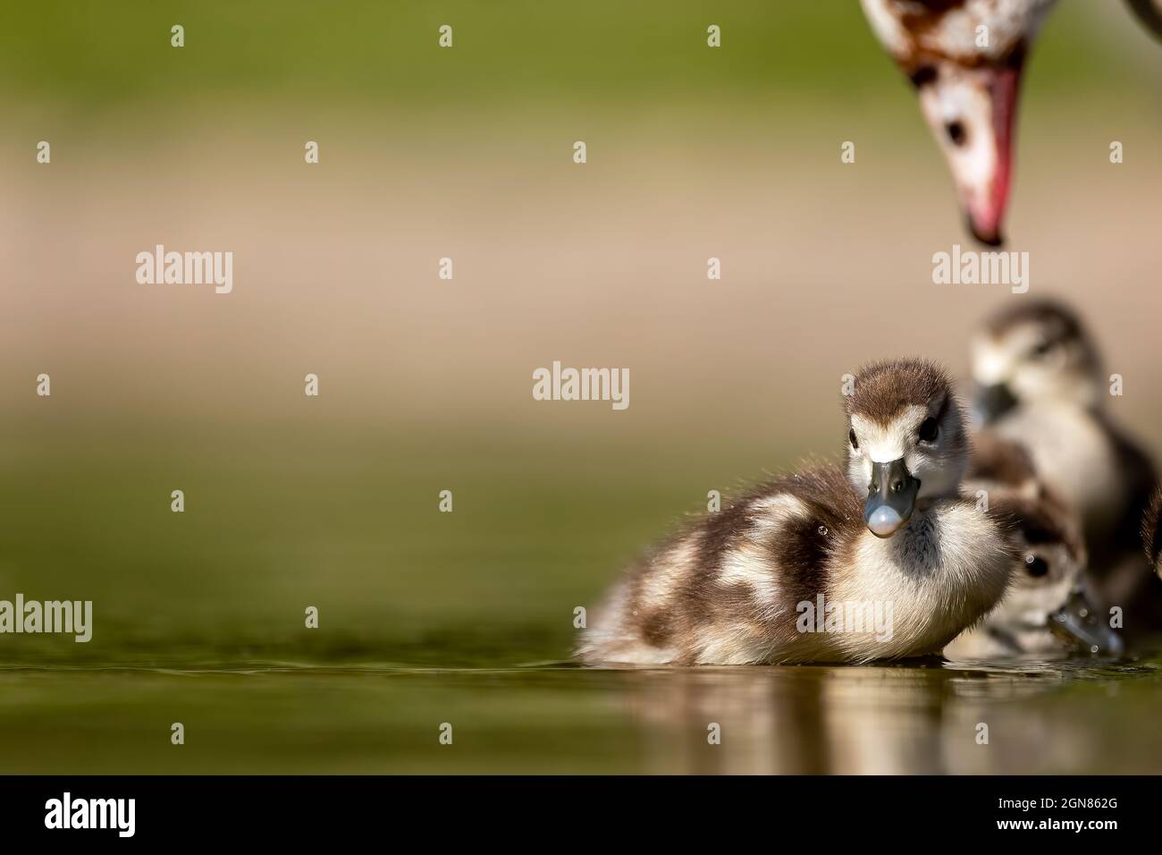 An Egyptian goose family swimming in a little pond in Cologne, Germany at a sunny day in summer. Stock Photo