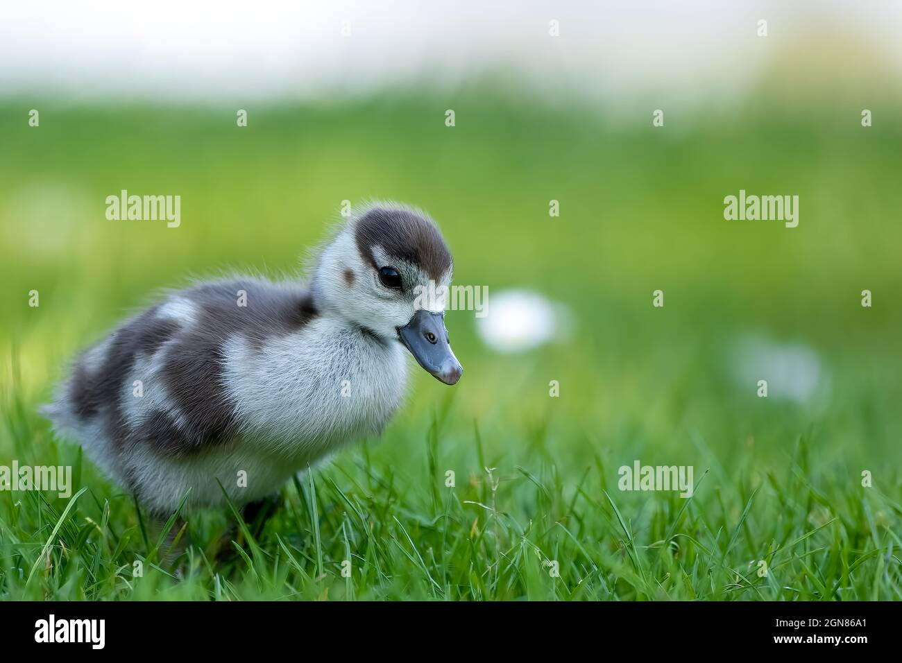 Cute Egyptian goose chicks walking on a meadow at the so called Kalscheurer Weiher, a pond in Cologne, Germany at a sunny day in summer. Stock Photo