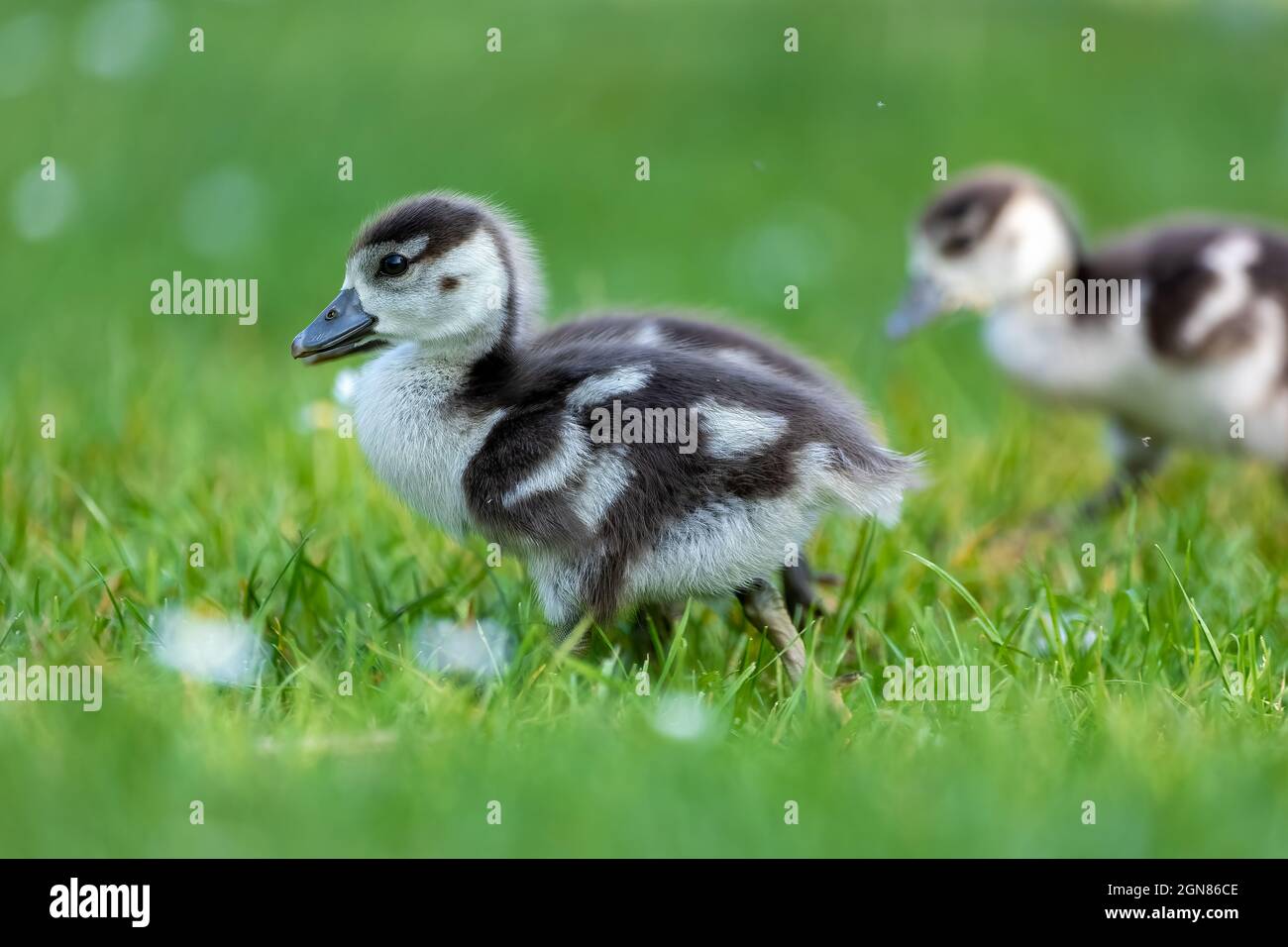 Cute Egyptian goose chicks walking on a meadow at the so called Kalscheurer Weiher, a pond in Cologne, Germany at a sunny day in summer. Stock Photo