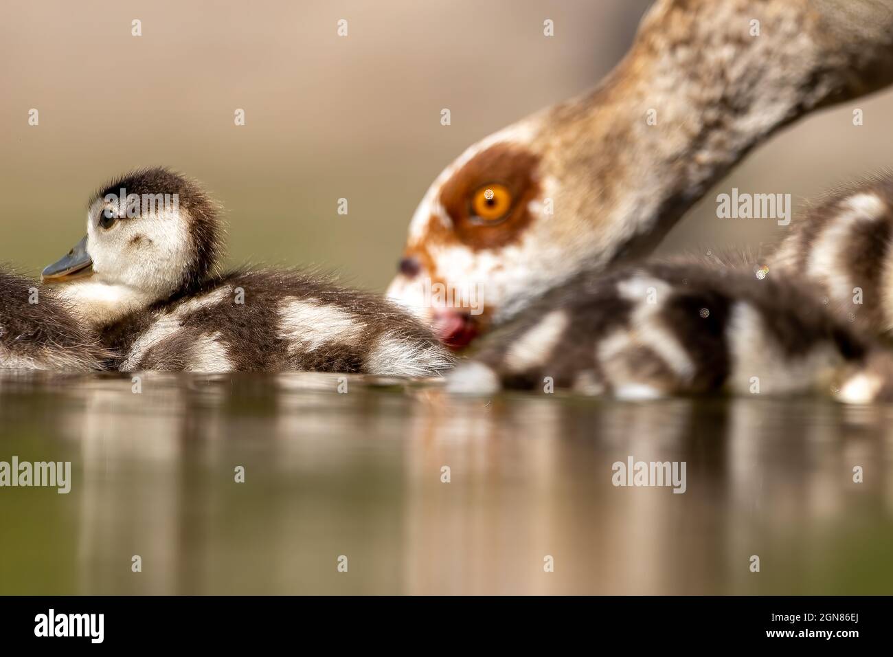 An Egyptian goose family swimming in a little pond in Cologne, Germany at a sunny day in summer. Stock Photo