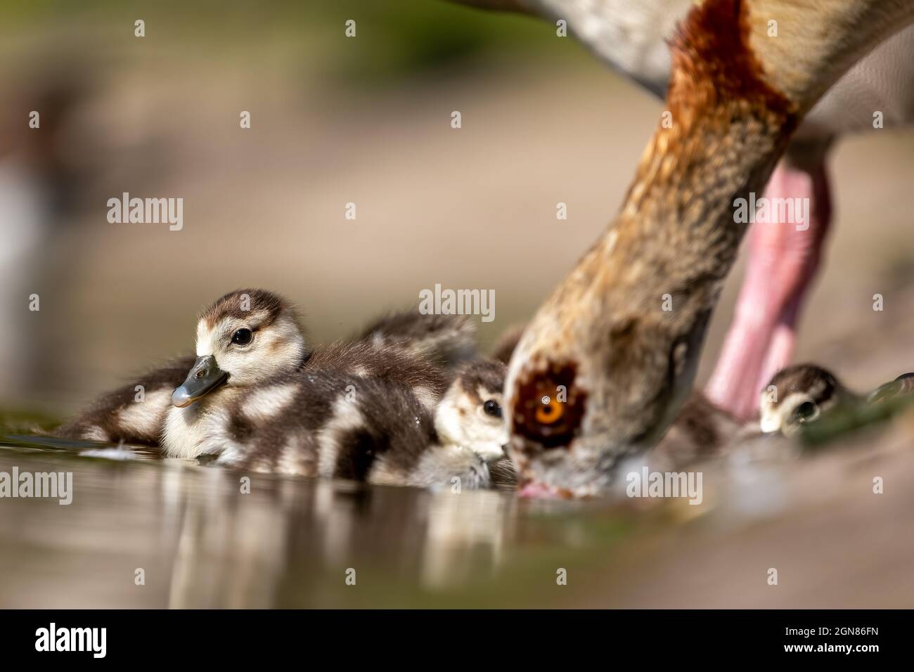 An Egyptian goose family swimming in a little pond in Cologne, Germany at a sunny day in summer. Stock Photo