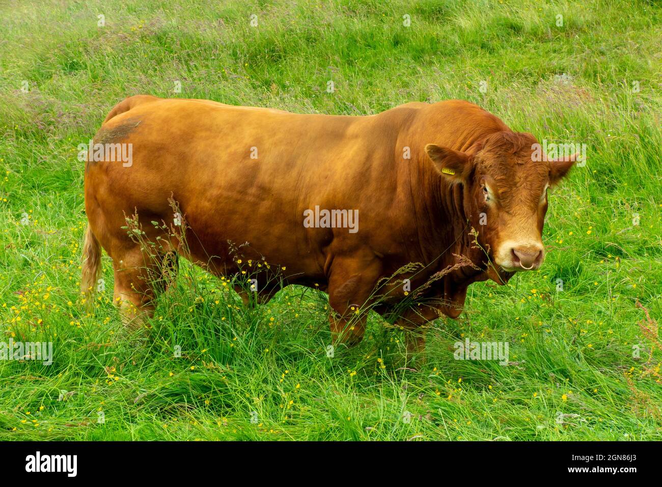 Limousin bull a breed of beef cattle originally from the Limousin and Marche regions of France. Stock Photo