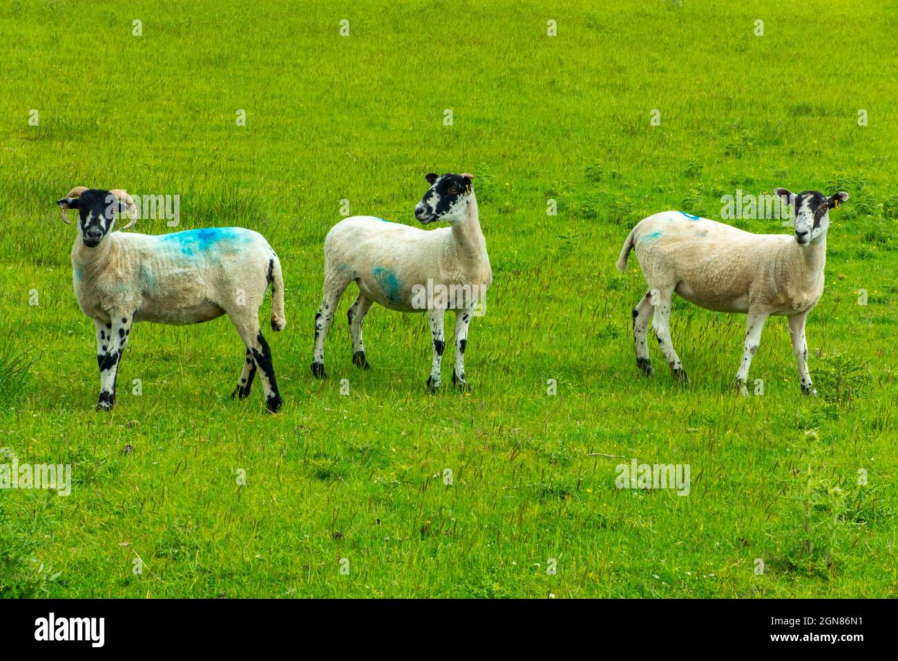 Sheep grazing in fields near Castleton in the Peak District National Park Derbyshire England UK Stock Photo