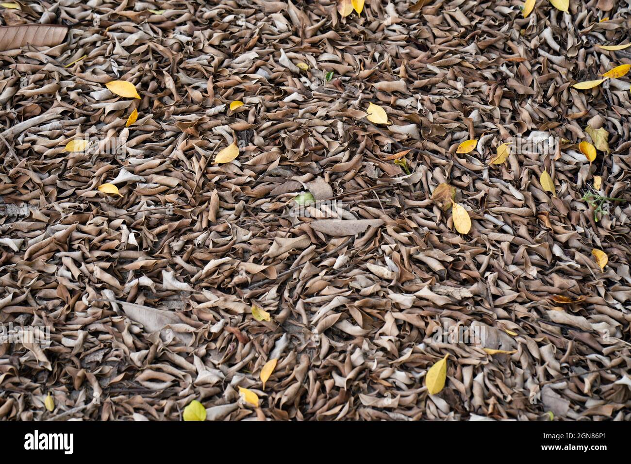 Top view of fallen leaves on the ground Stock Photo - Alamy