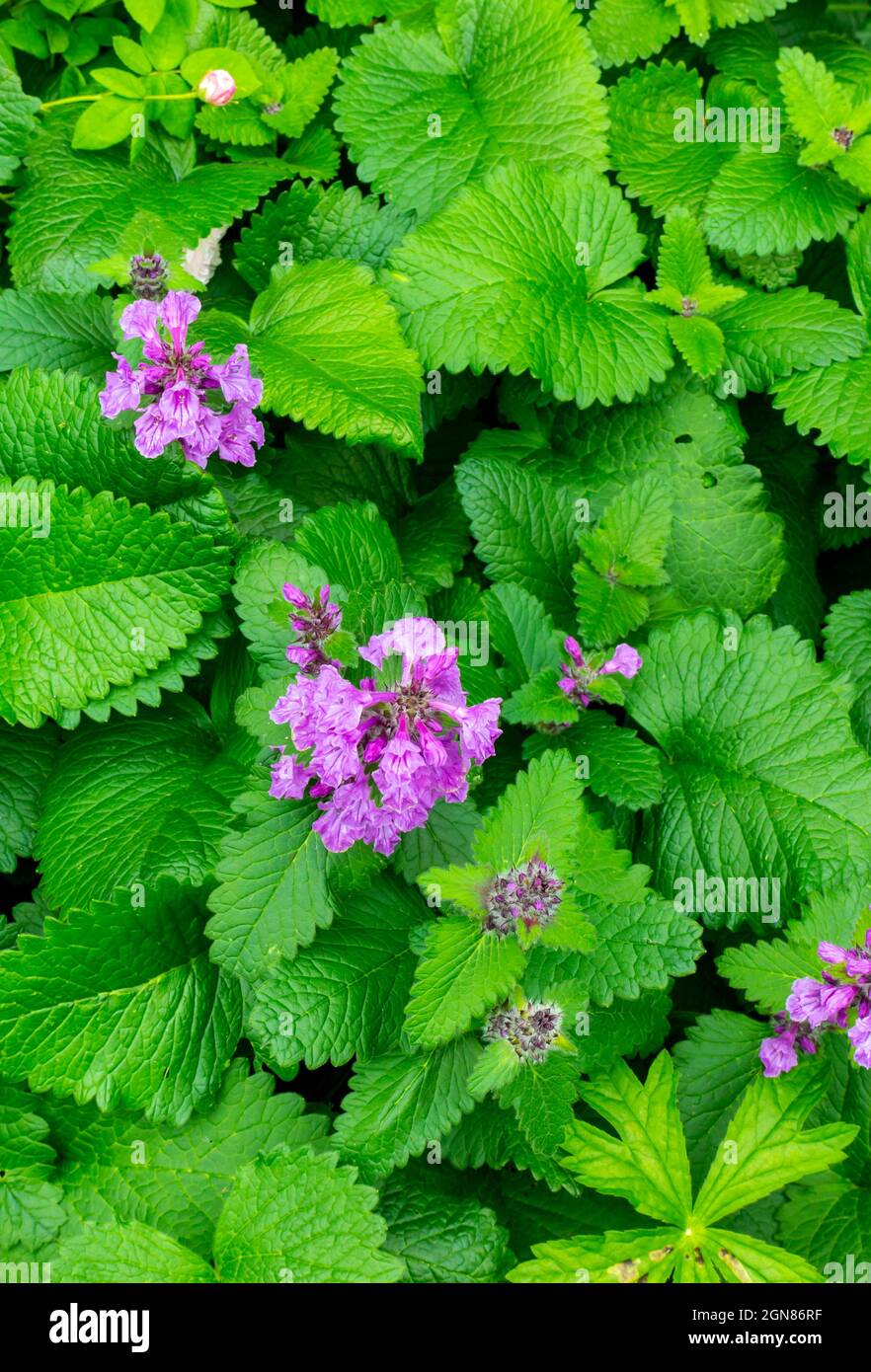 Verbena plant a genus in the family Verbenaceae. It contains about 150 species of annual and perennial herbaceous or semi-woody flowering plants. Stock Photo