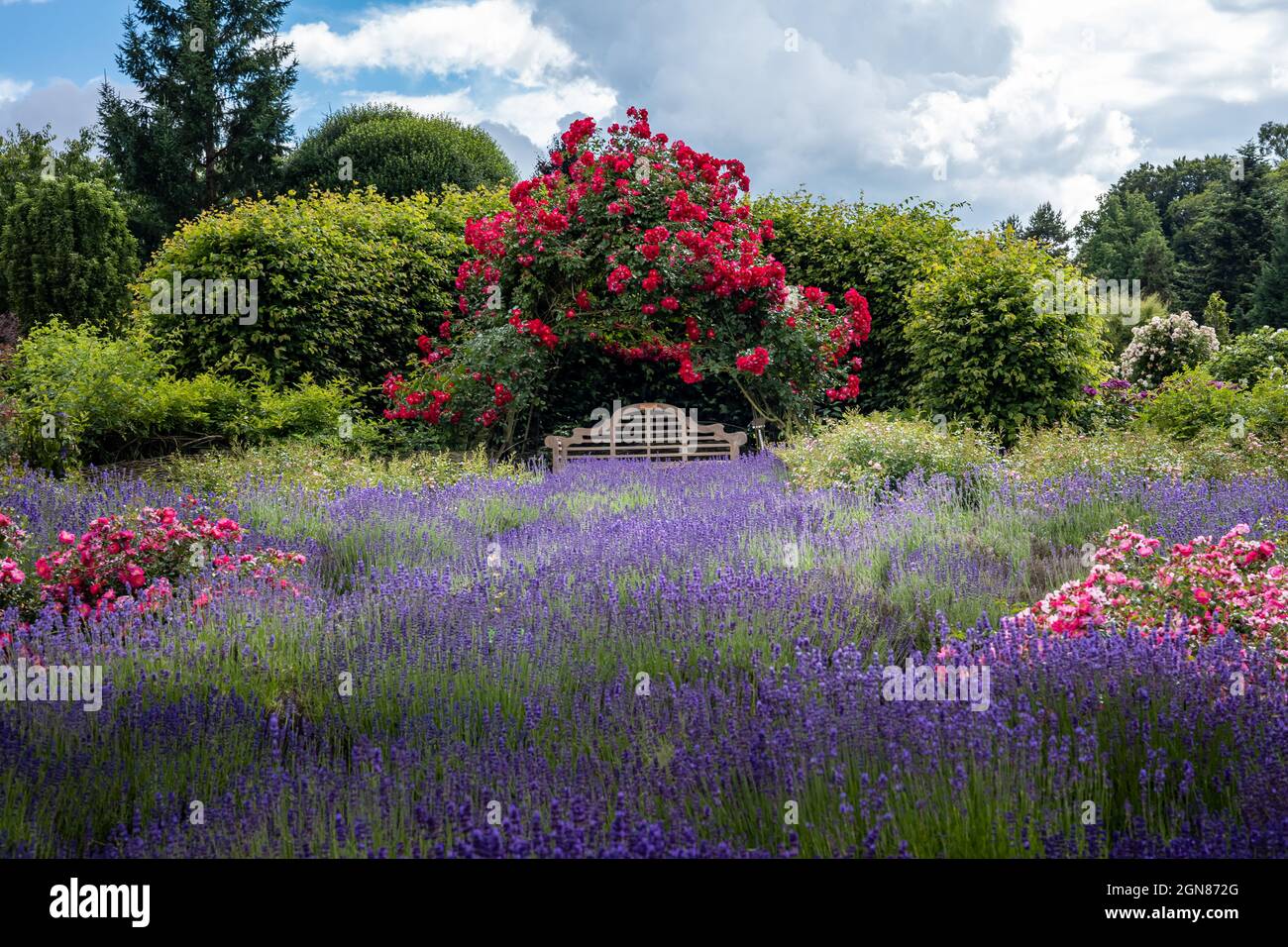 WOJSLAWICE, POLAND - July 9, 2021: A wooden bench in the garden, surrounded by climbing roses, green trees and blooming lavender flowers. Stock Photo