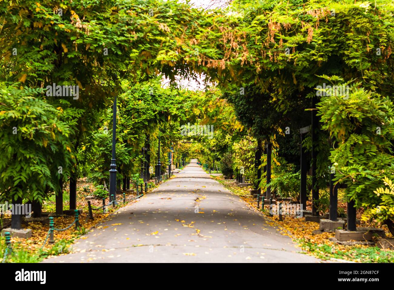 Empty alley in Cismigiu park in Bucharest, Romania Stock Photo