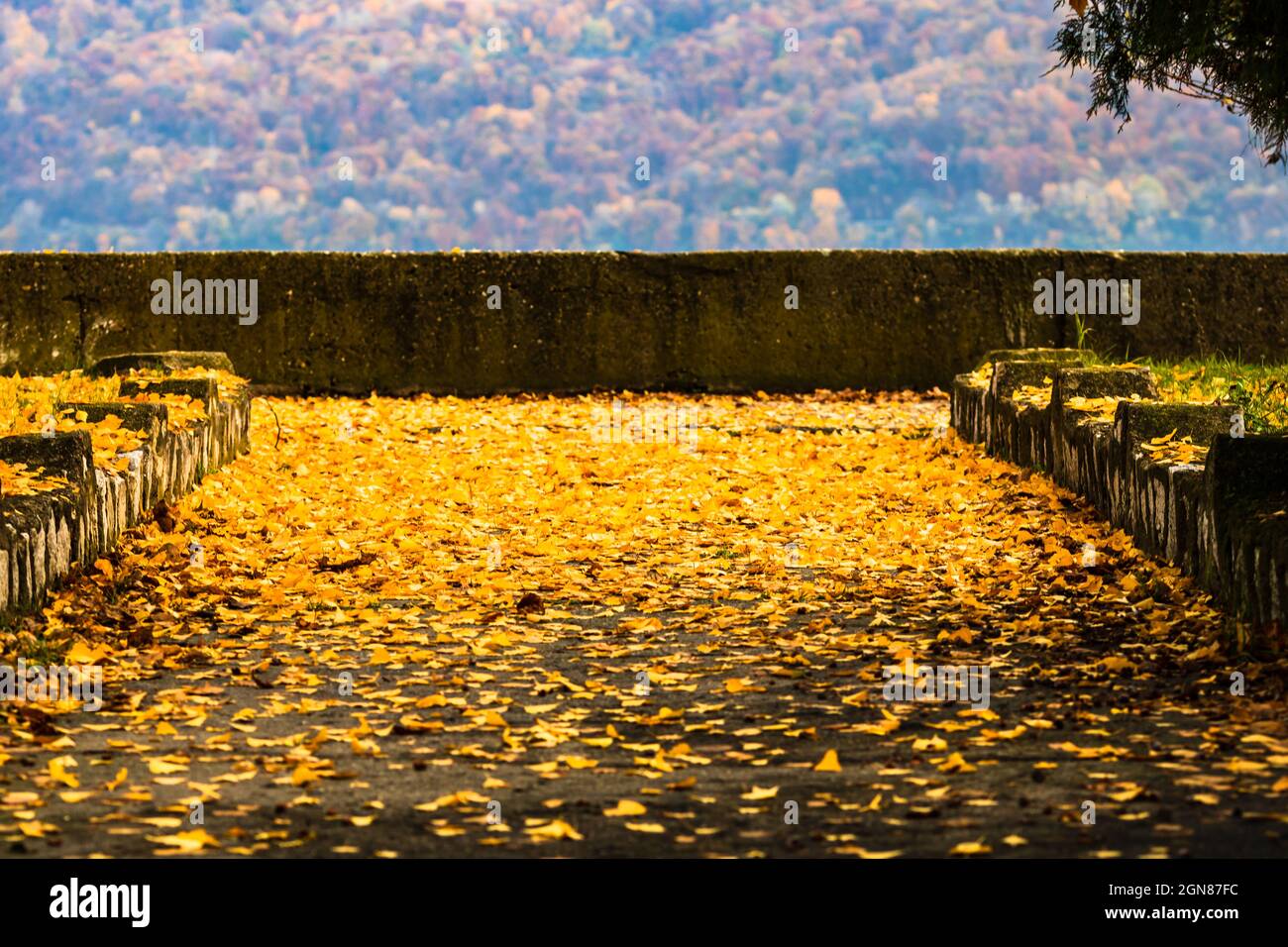 Path in a park covered in yellow autumn leaves Stock Photo - Alamy