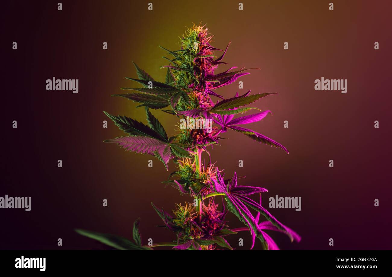 Cannabis flowering plant with neon purple pink colored leaves on golden