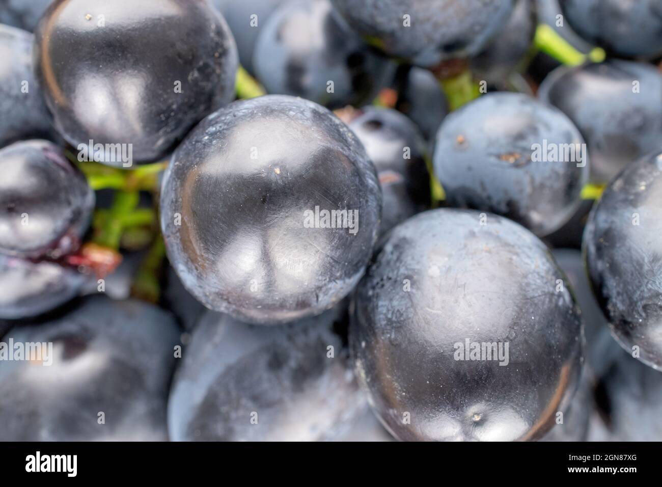 One bunch of sweet black grapes , close-up. Stock Photo