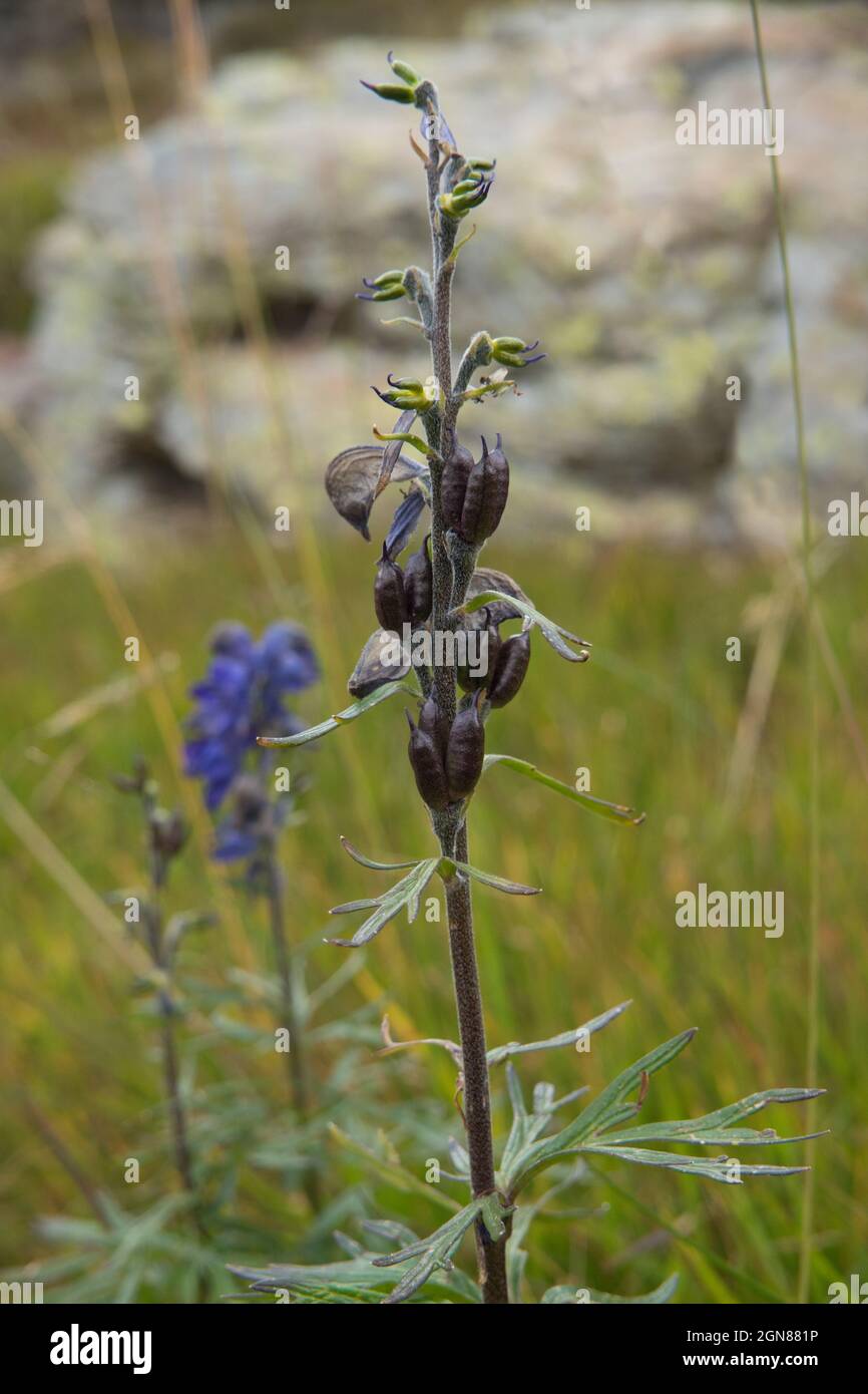 Seeds of Monk’s-hood, also known as Aconite of Wolfsbane, a highly toxic plant Stock Photo