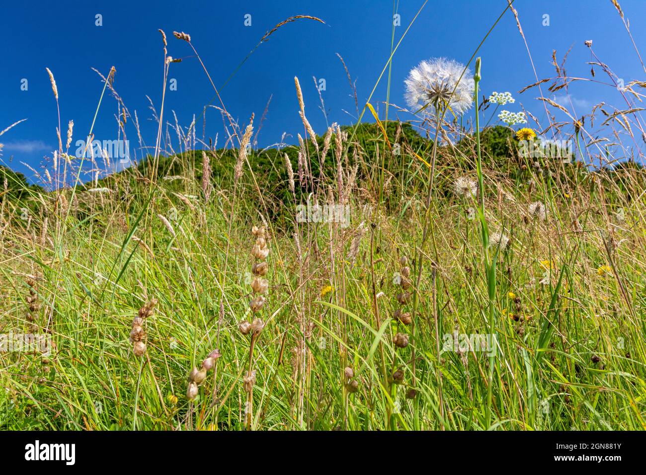 Low Angle View of Devon Flower Meadow in Early Summer. Bright Coloured Meadow Flowers and