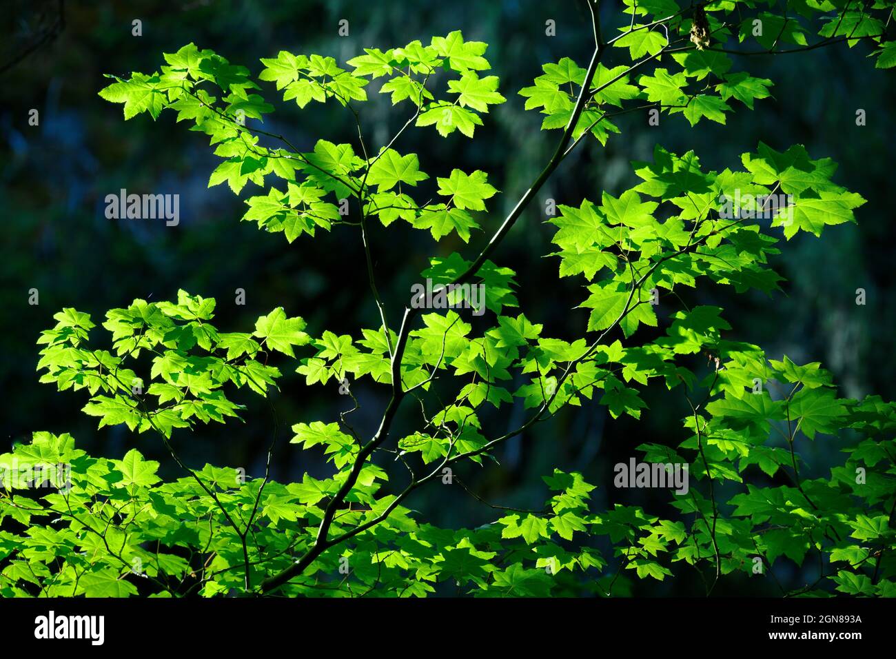 Vine Maple leaves, Willamette National Forest, Cascade Mountains, Oregon. Stock Photo