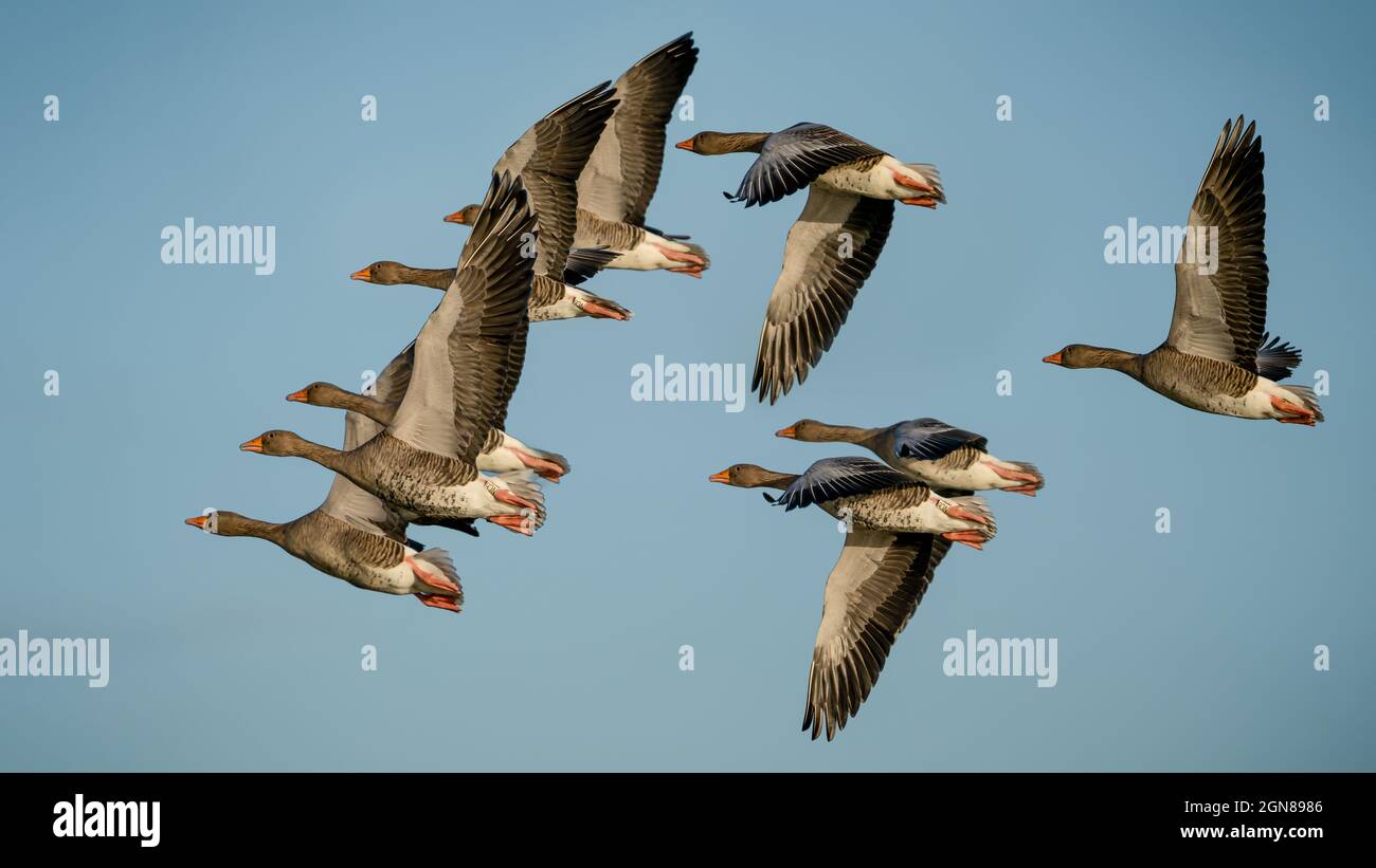 Greylag Geese in formation during the migration around europe on the