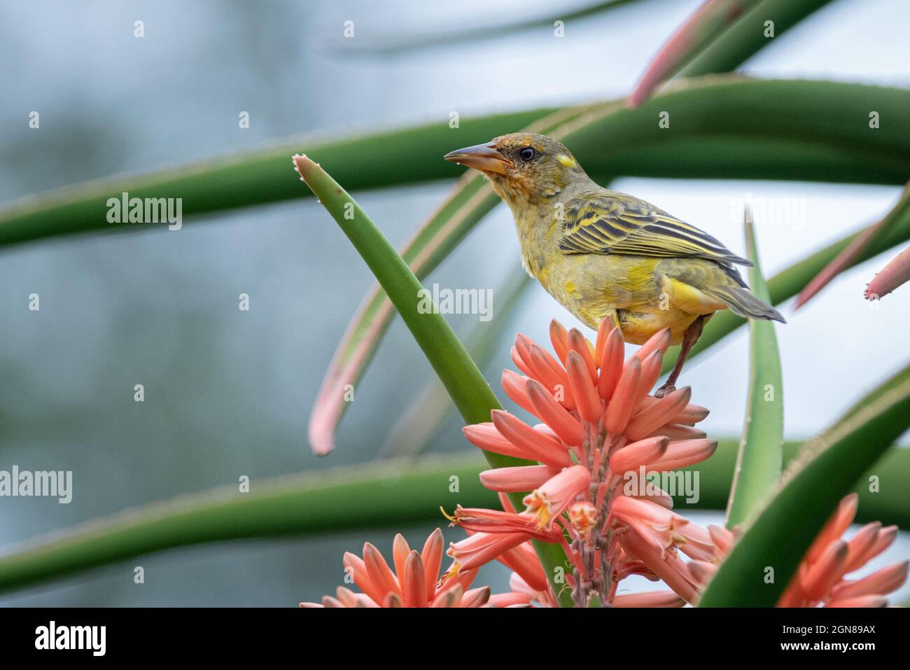 Village Weaver (Ploceus cucullatus) on an aloe flowers, Grahamstown/Makhanda, Eastern Cape, South Africa, 25 May 2021. Stock Photo