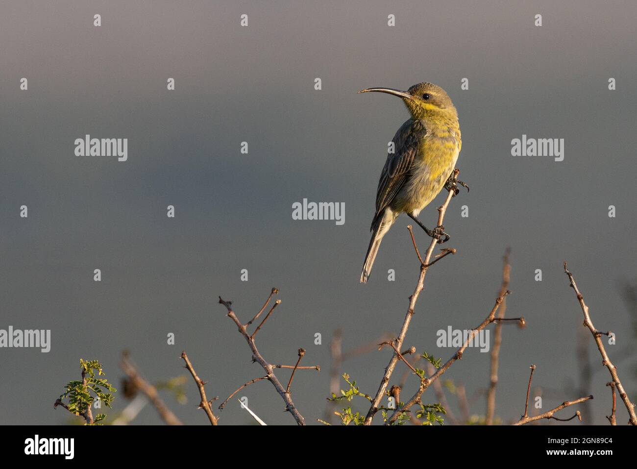 Malachite Sunbird (Nectarina famosa), near Grahamstown/Makhanda