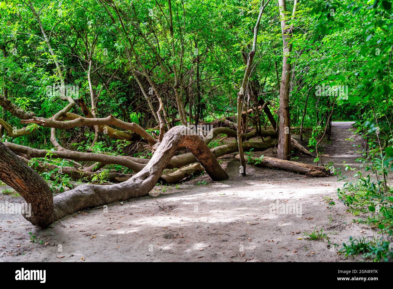 Bent tree trunks in the Don River area in Toronto Canada Stock Photo