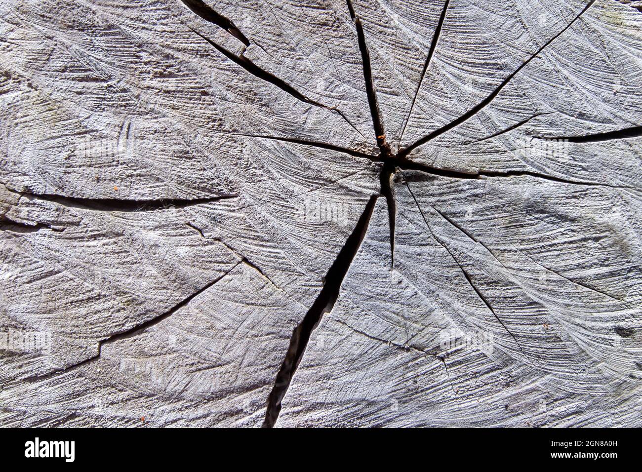 Full frame of a tree stump. Wood pattern and texture on a dead tree Stock Photo