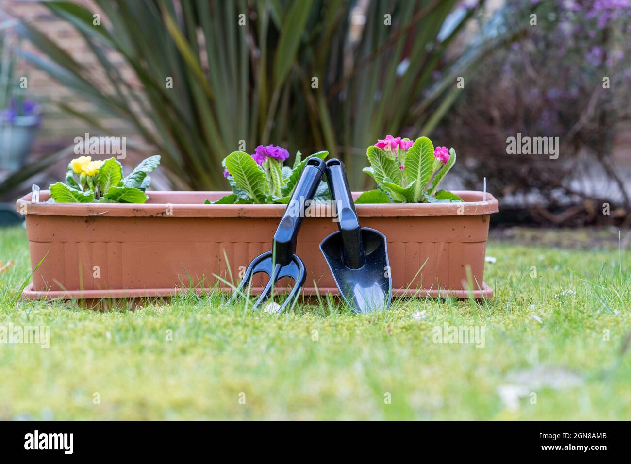 springtime planting of seasonal plants flowers in plastic tub for