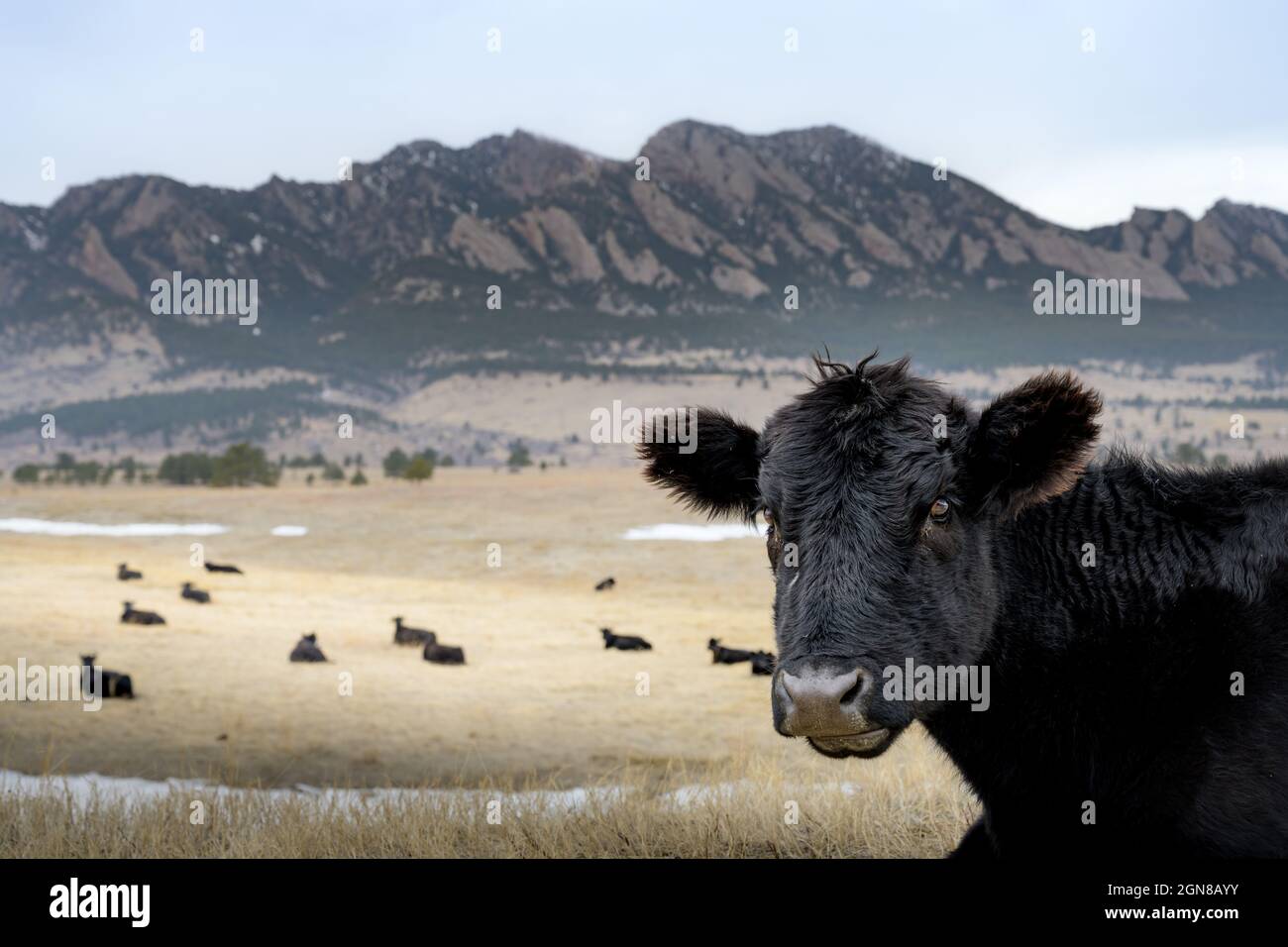 A black cow sits in front of the Flatirons in Boulder, Colorado Stock Photo