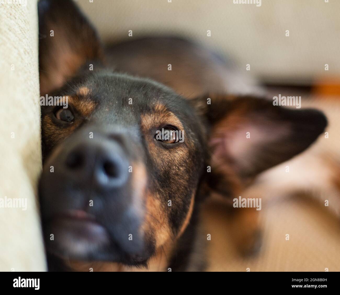 A dog with big ears rests its head while looking at the camera Stock Photo