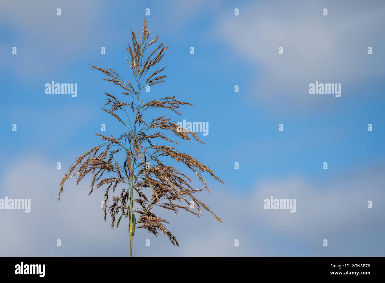 yorkshire fog grass ( Holcus Lanatus) long meadow grass against a blue cloudy sky , habitiat for wildlife Stock Photo